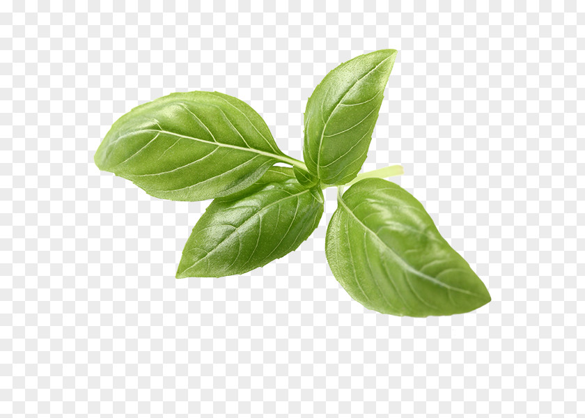 Arabica Plant Basil Mediterranean Cuisine Tea Pesto Italian PNG