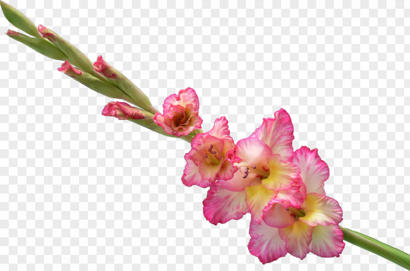Gladiolus Flower Bouquet Clip Art PNG