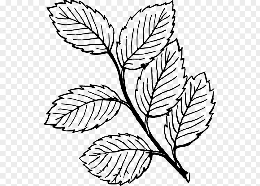 Mint Leaf Look At Leaves White Clip Art PNG