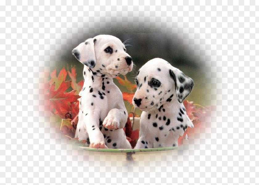 Puppy Dalmatian Dog Labrador Retriever Thai Ridgeback Pet PNG