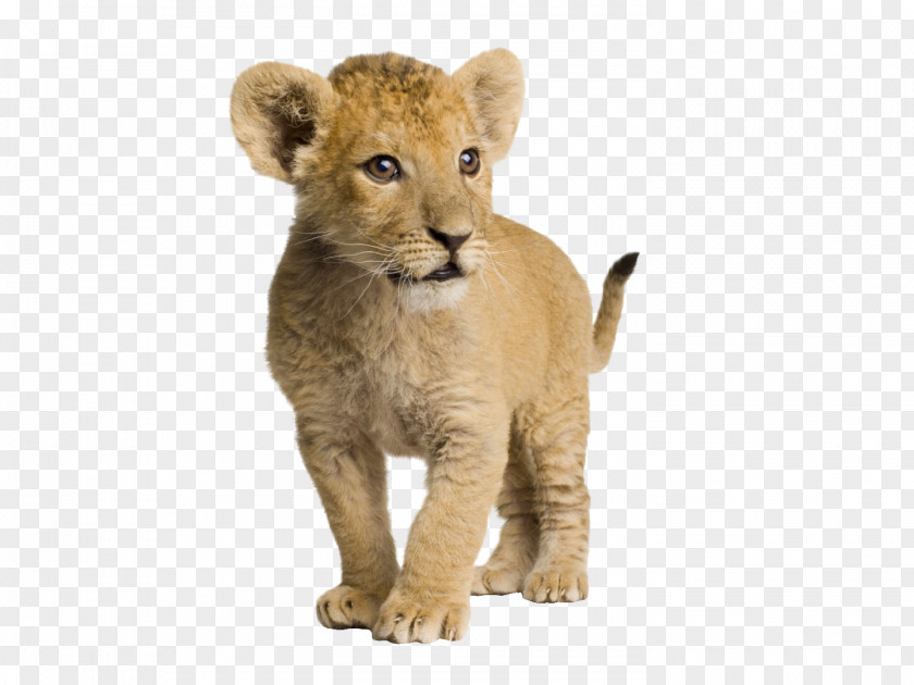 Cute Little Lion Infant Cuteness Wallpaper PNG