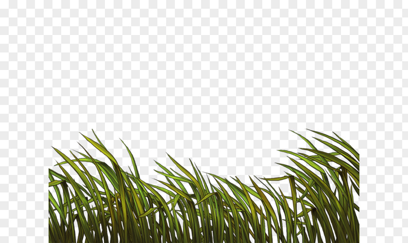 Khana Wheatgrass Tree PNG