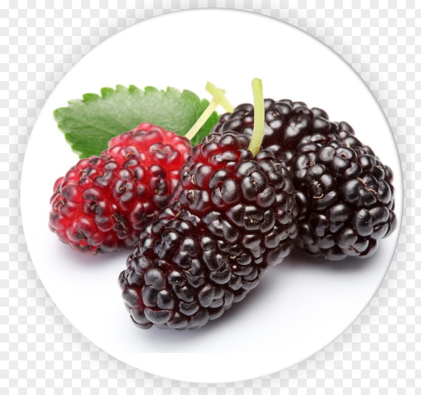 Mulberry White Extract Ingredient Food Fruit PNG
