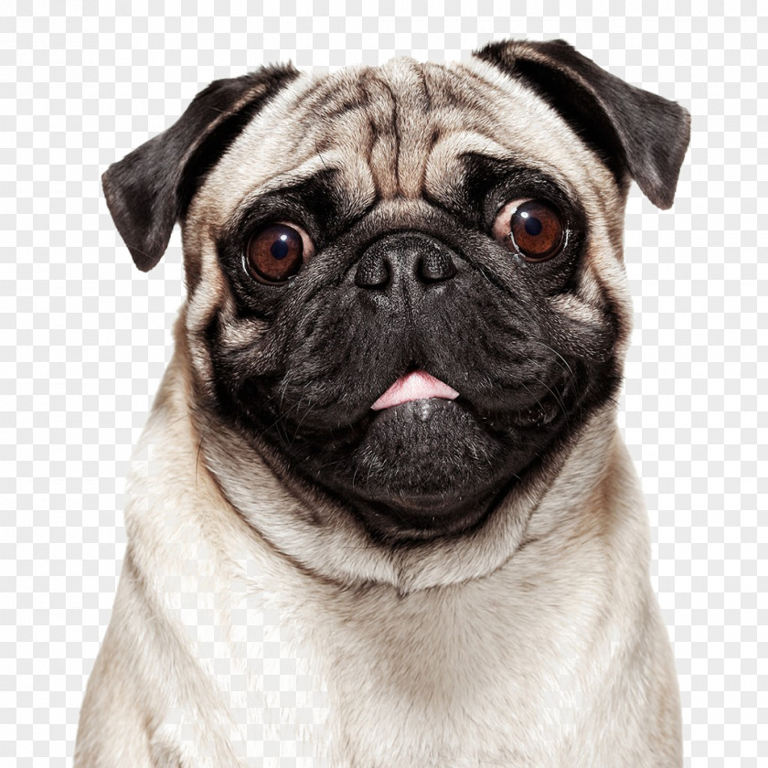 Pug Talking Image Royalty-free Painting PNG