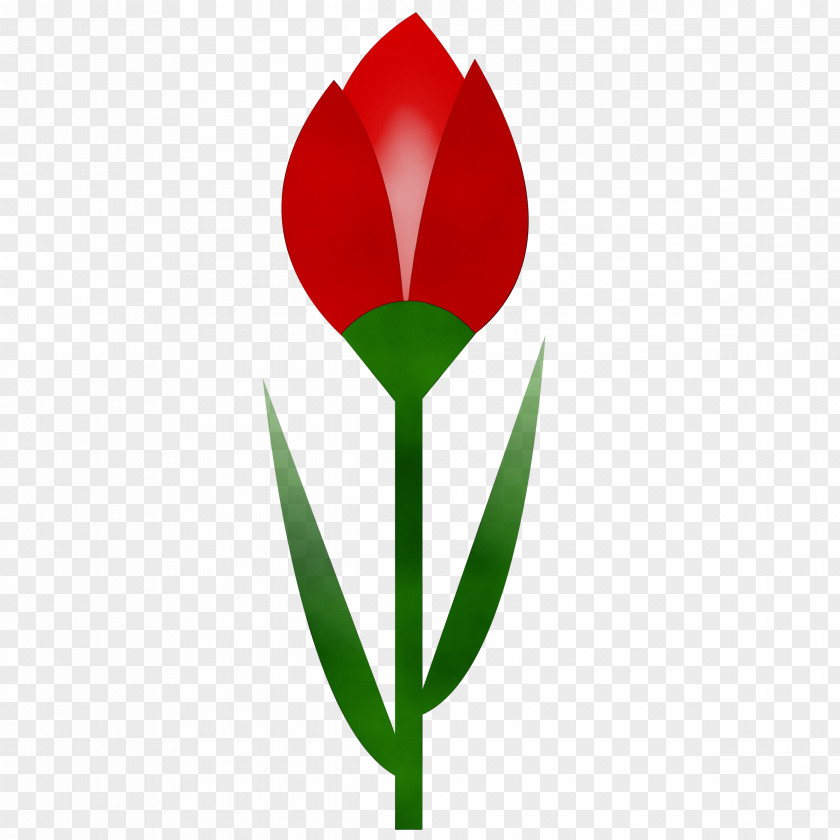 Tulip Flower Leaf Plant Grass PNG