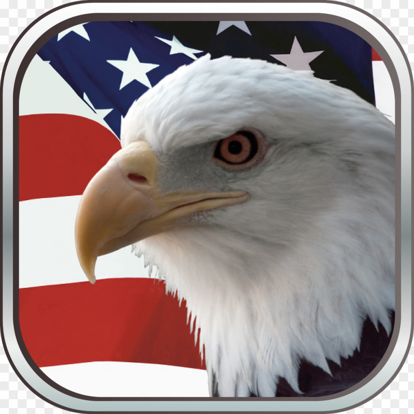 Usa Gerb Bald Eagle Flag Of The United States Independence Day PNG