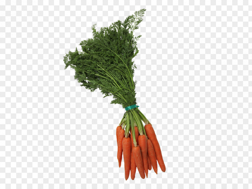 Carrot Greens Vegetable Shelby Mustang Food PNG
