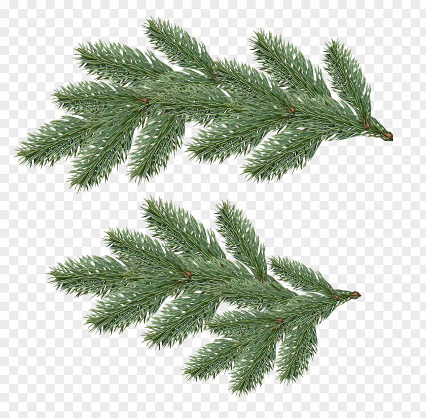 Fir-tree Image Fir Tree PNG