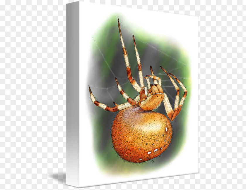 Orb Weaver Spider European Garden Widow Spiders Imagekind Art PNG