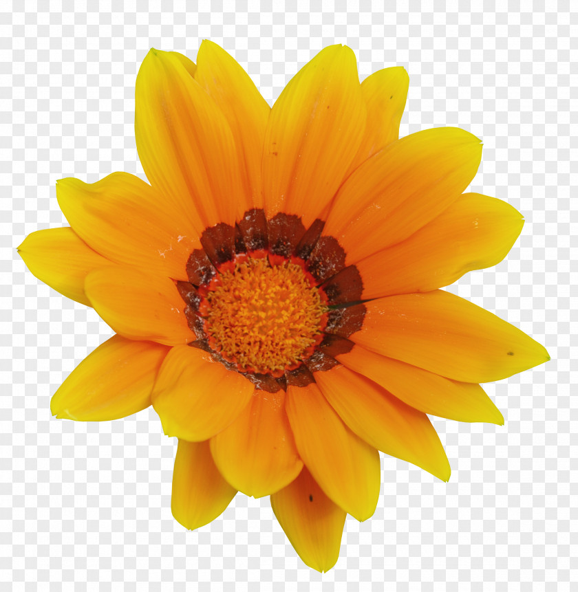 Sunflower Calendula Officinalis Mexican Marigold Flower Tagetes Lucida Clip Art PNG