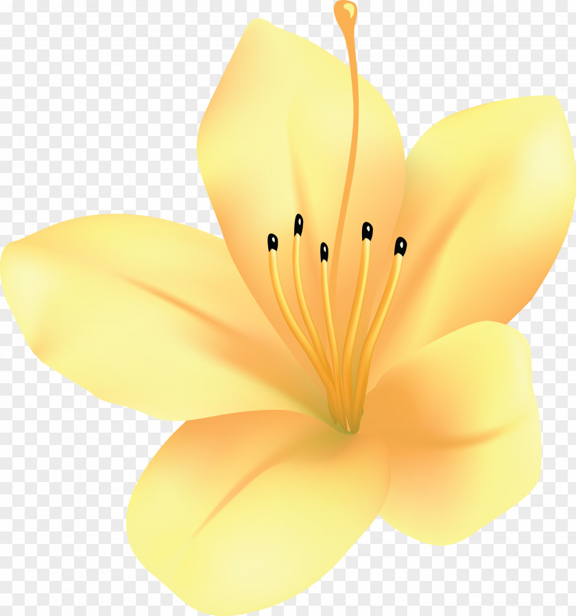 Azalea Spring Flower PNG