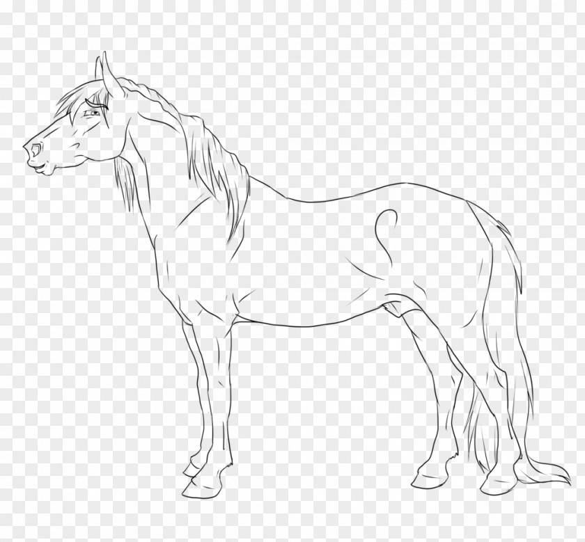 Based Line Drawing Mule Stallion Art American Paint Horse Gypsy PNG