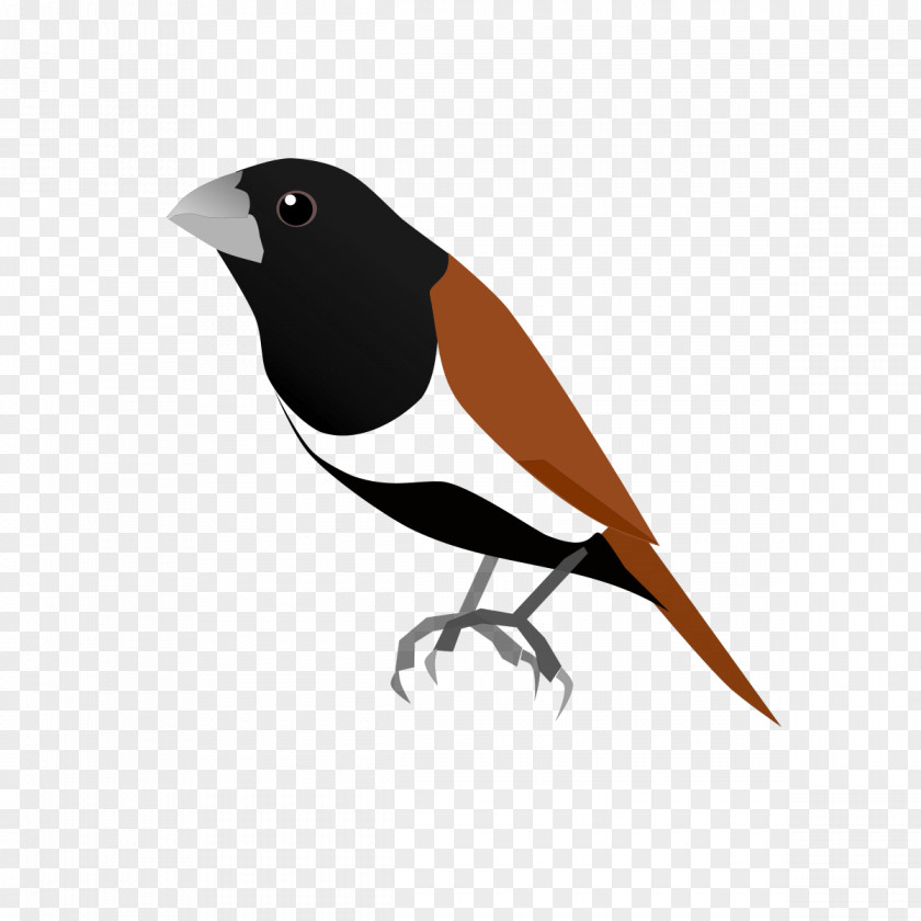 Bebas Finch Tricoloured Munia Chestnut Bird Encyclopedia PNG