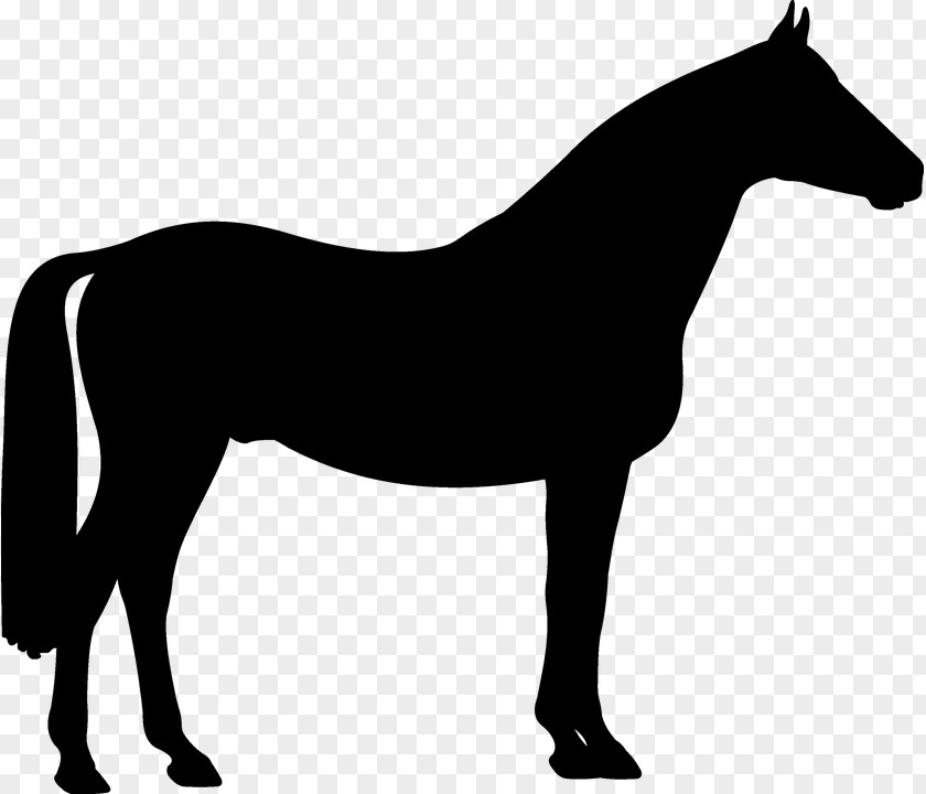 Line Art Sorrel Horse Cartoon PNG