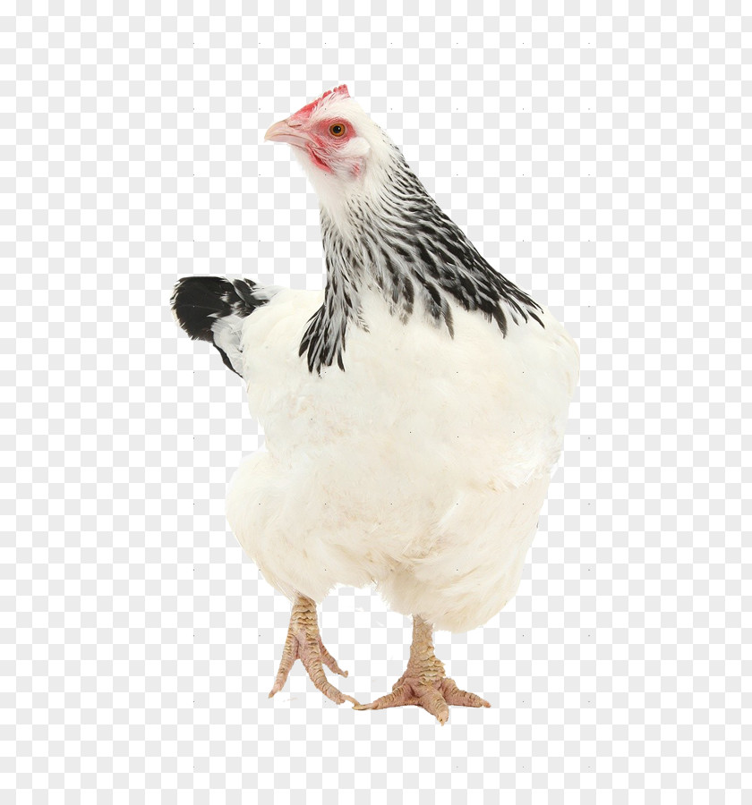 Pen Rooster Sussex Chicken Frizzle Bantam Hen PNG