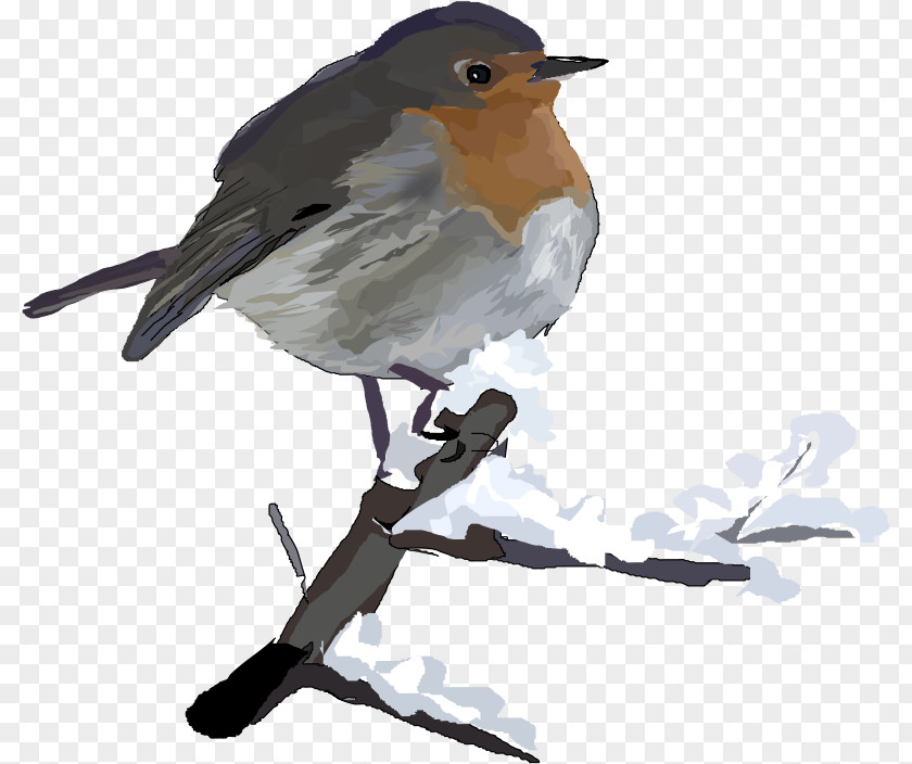 Thaw Cliparts American Robin Christmas Clip Art PNG