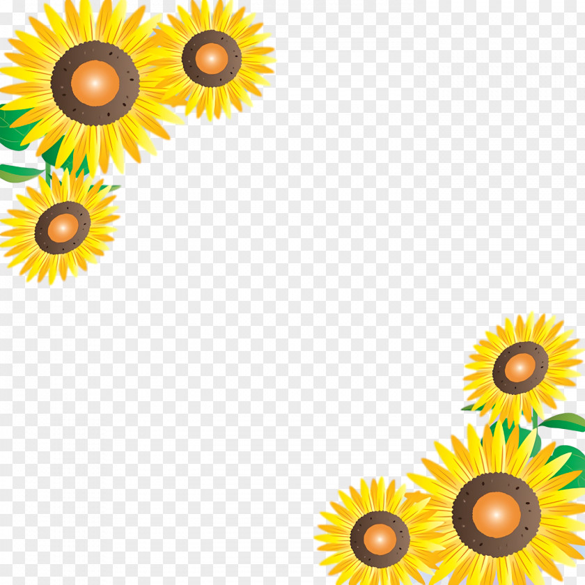 Transvaal Daisy Sunflower Seed Cut Flowers Petal Meter PNG