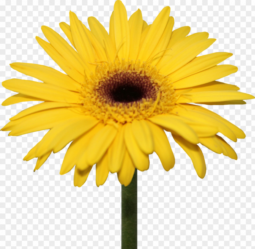 Yellow Background Common Daisy Transvaal Flower Clip Art PNG