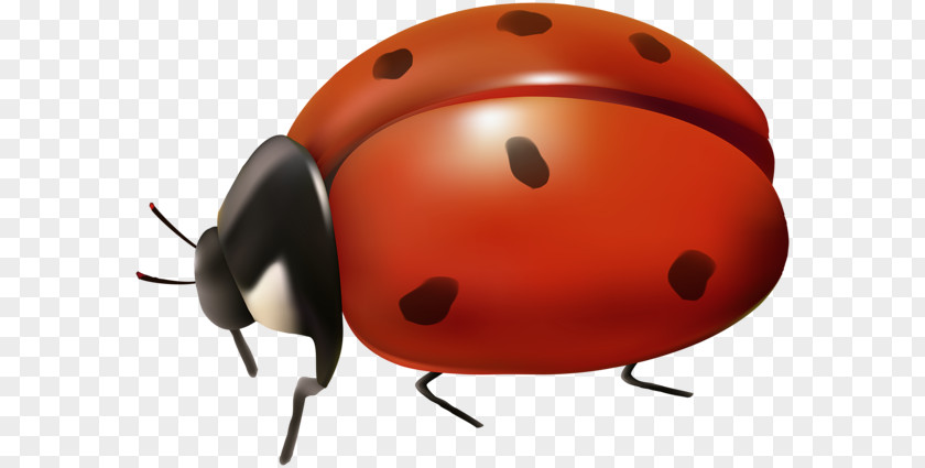 Animation Ladybird Desktop Wallpaper Clip Art PNG