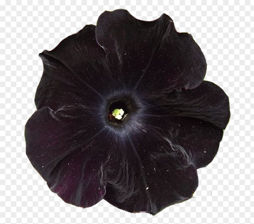 Charcoal Flower Flora: Images Petal PNG