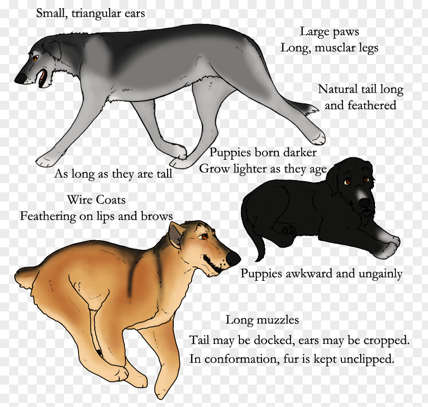 Lion Dog Breed Cat Wildlife PNG
