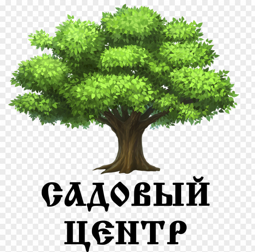 Tree Clip Art Oak Image Illustration PNG