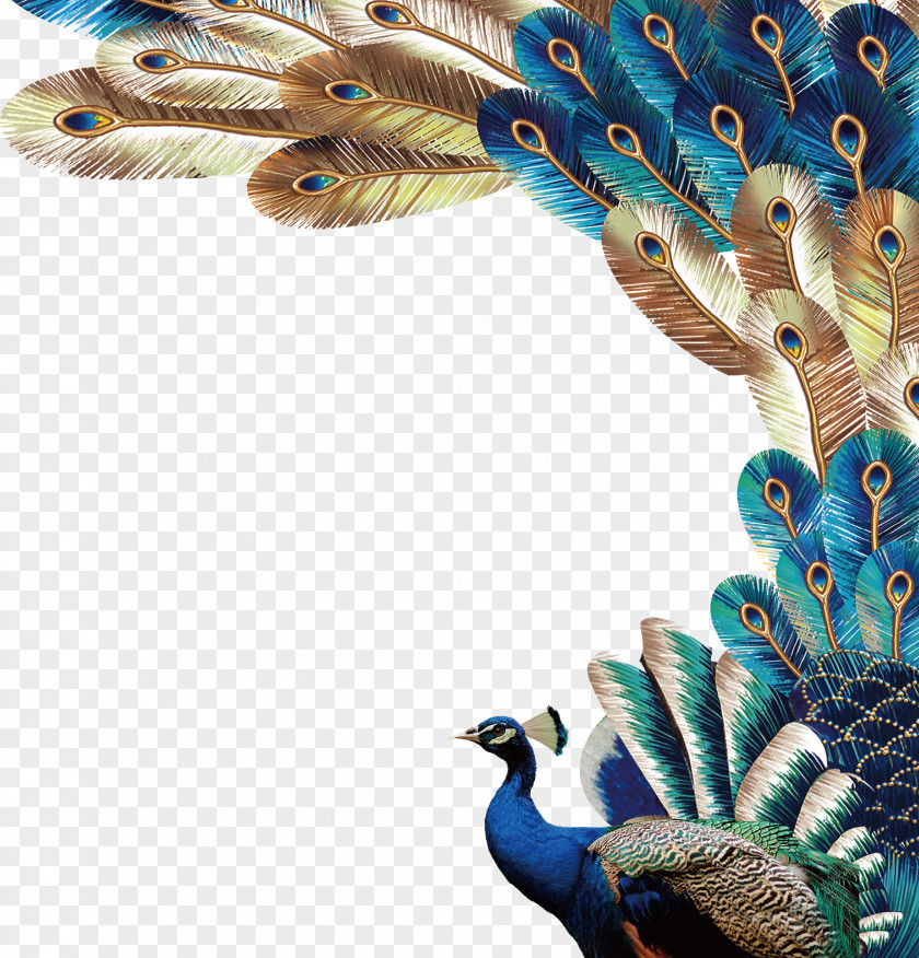 Beautiful Peacock Peafowl Feather Euclidean Vector PNG