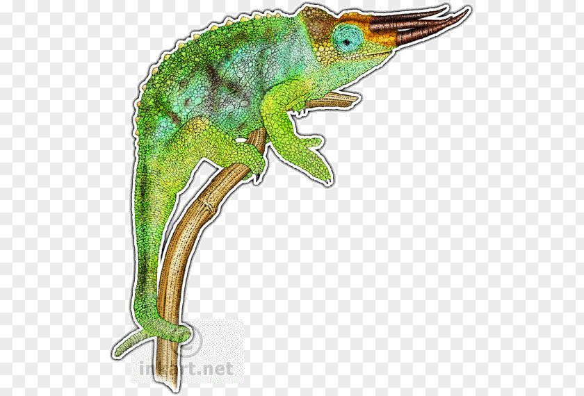 Chameleon Chameleons Reptile Lizard Drawing Panther PNG