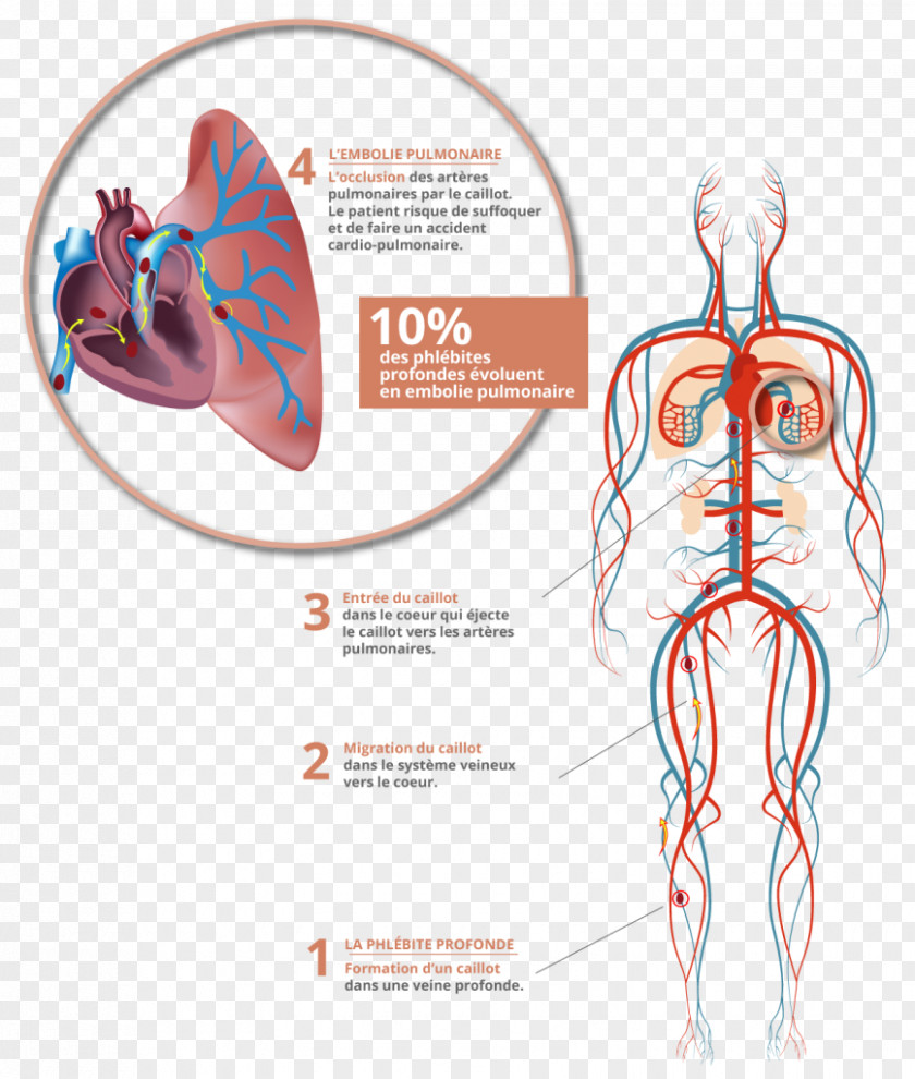 Design Circulatory System Royalty-free Photography PNG