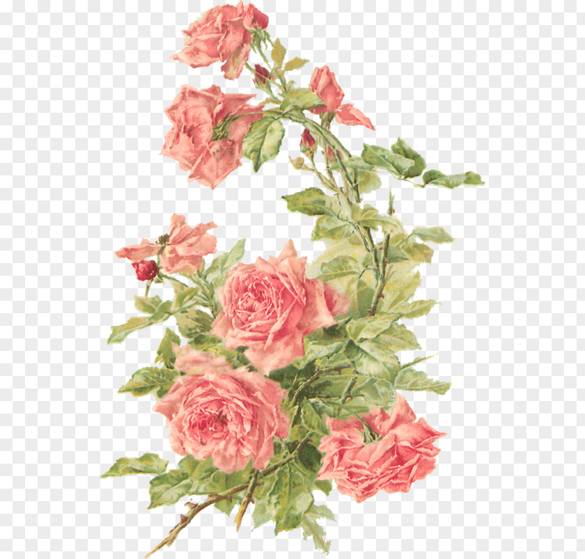 Peach Cliparts Background Cut Flowers Rose Floral Design Clip Art PNG