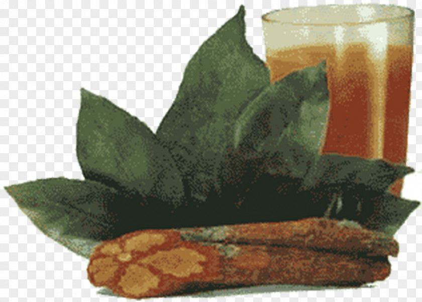 Tea Ayahuasca Santo Daime Caapi Amazon Rainforest PNG