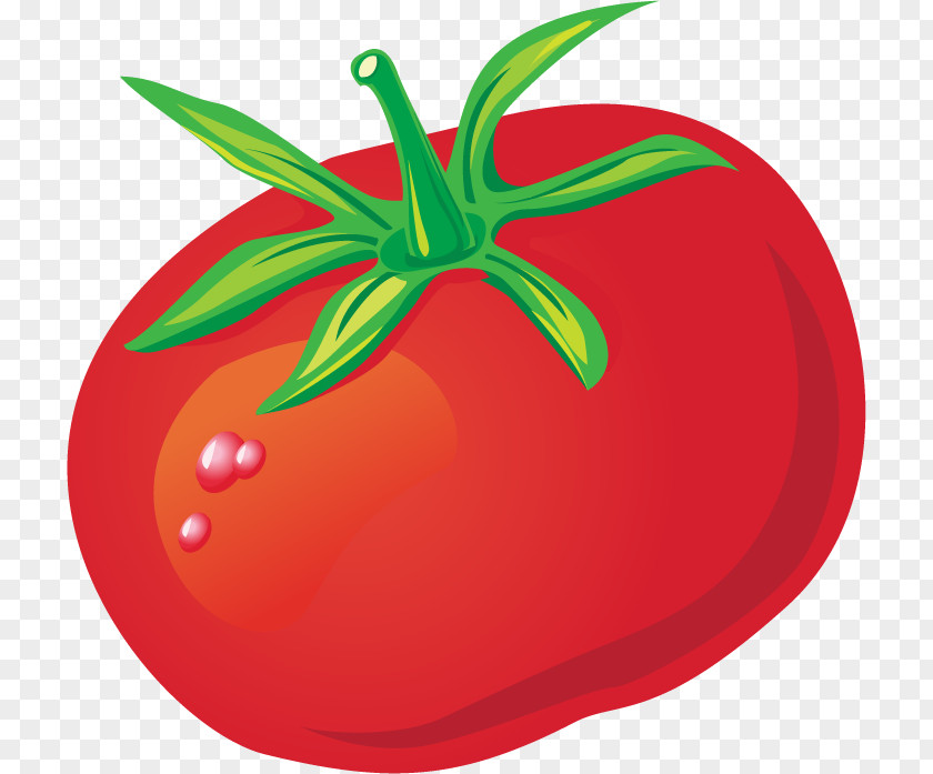 Tomato Tomatoes Vector Material Euclidean Clip Art PNG