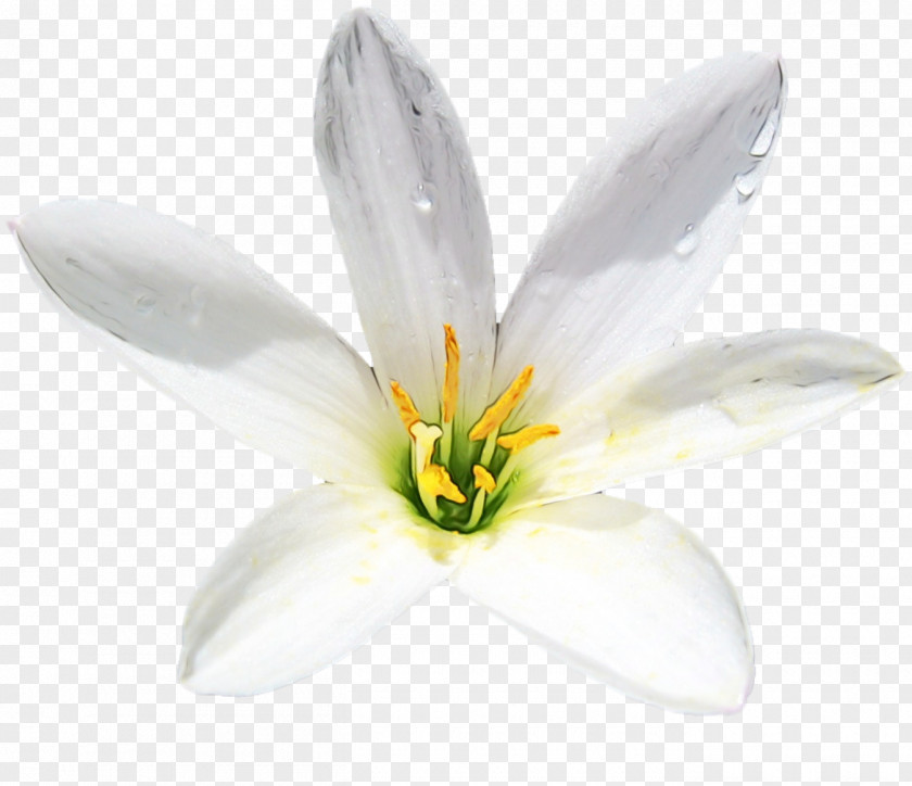 Amaryllis Family Lily Flowering Plant Petal White Flower PNG