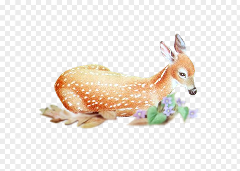 Deer Red Roe Animal PNG