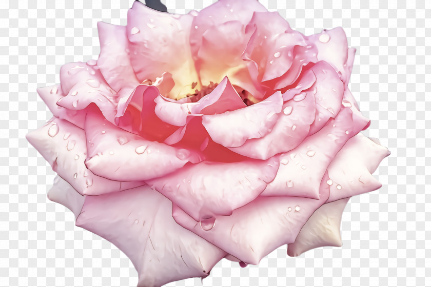 Floribunda Plant Garden Roses PNG