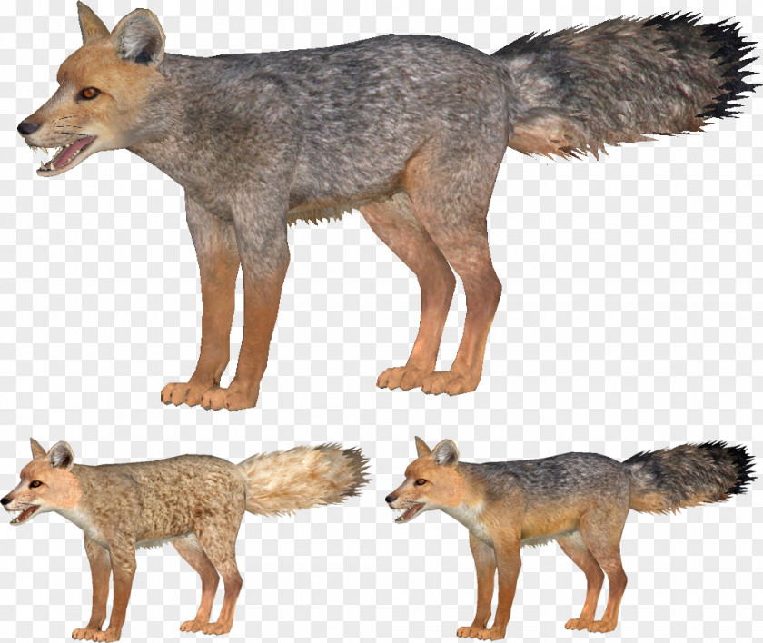 Fox Jackal Coyote Gray Red Kit PNG