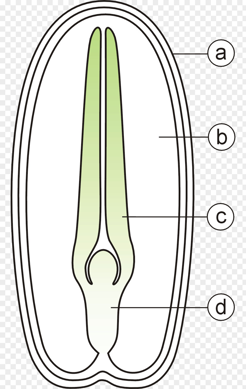 Plant Seed Plants Coat Dicotyledon PNG