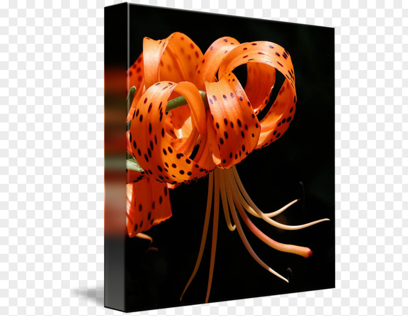Tiger Lily Still Life Photography PNG