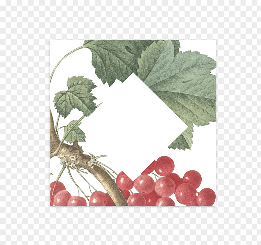 Wedding Convite Redcurrant Number PNG