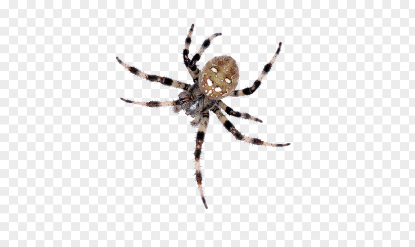 Control Services European Garden Spider Barn Insect Wolf PNG