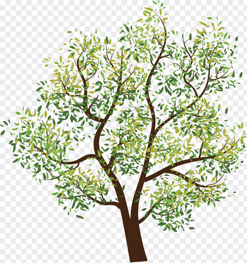 Drawing Summer Tropical Plants Tree Branch Clip Art PNG