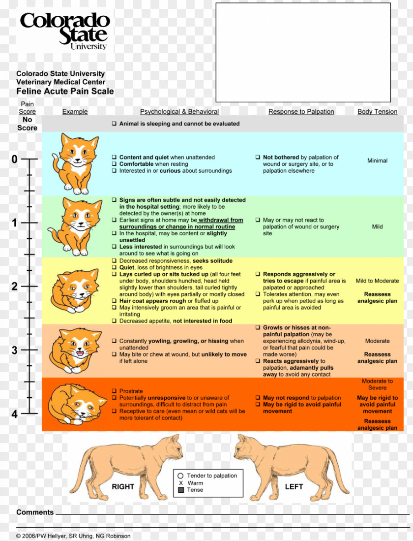 Feline Animal Cat Pain Scale Dog Management PNG