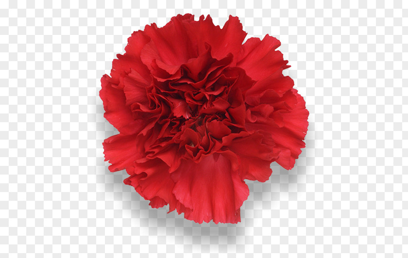 Peach Carnation Red Cut Flowers PNG