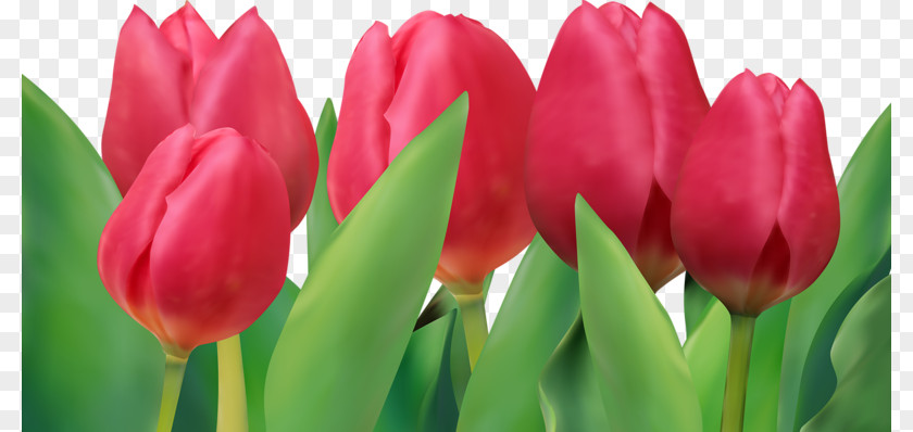 Red Tulips Tulip Euclidean Vector PNG