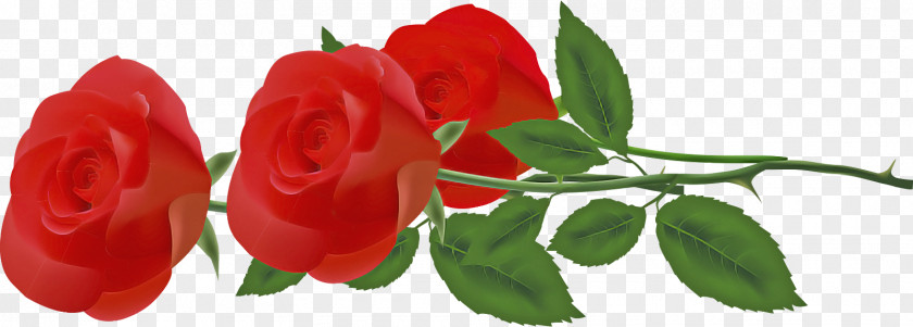 Three Flowers Roses Valentines Day PNG