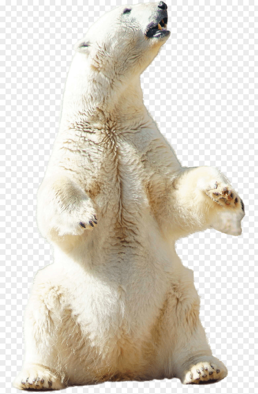 Urso Polar Bear Arctic Download PNG
