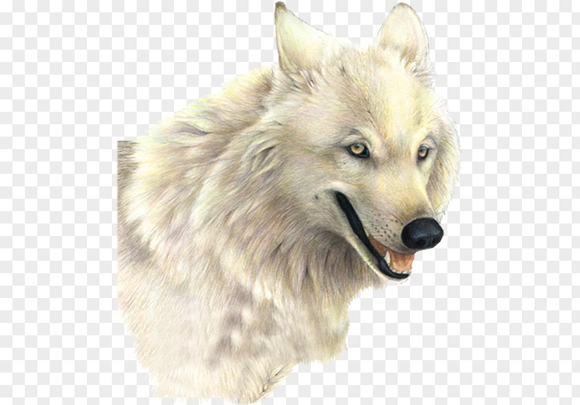 A White Wolf Dog Arctic Clip Art PNG