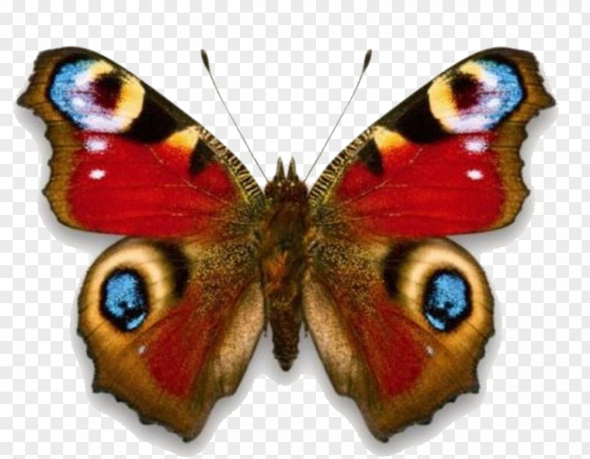 Butterfly Red Admiral Aglais Io Stock Photography Clip Art PNG