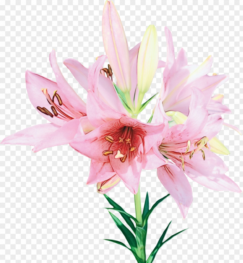 Flower Lily Plant Pink Petal PNG