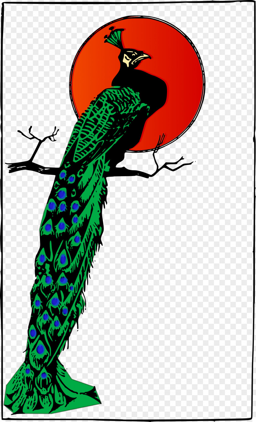 Peacock Bird Peafowl Clip Art PNG